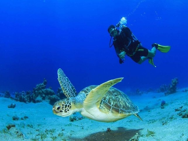 Best Marine Life to See While Diving in Cyprus