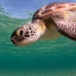 Best Marine Life to See While Diving in Cyprus