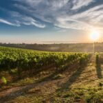 Cyprus Wine Routes: Agrotourism Experiences