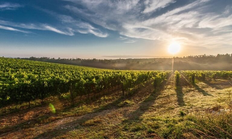 Cyprus Wine Routes: Agrotourism Experiences
