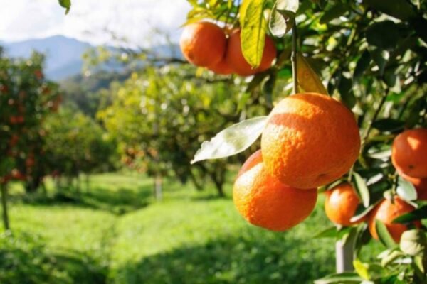 Fruit Picking Farms in Cyprus