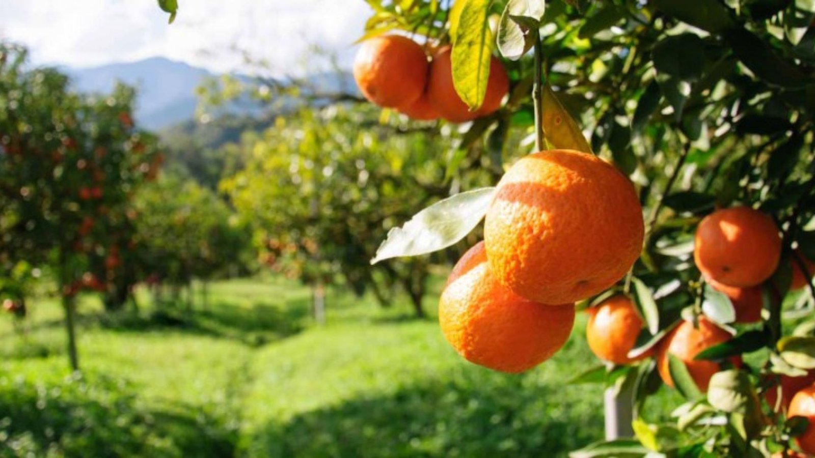 Fruit Picking Farms in Cyprus