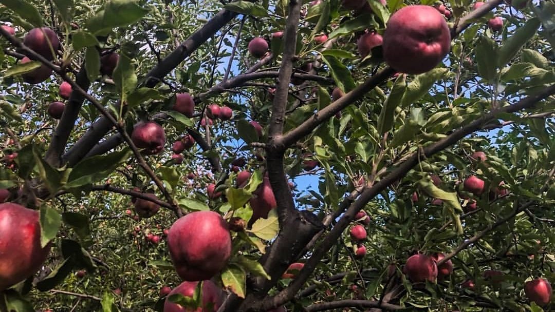 Fruit Picking Farms in Cyprus