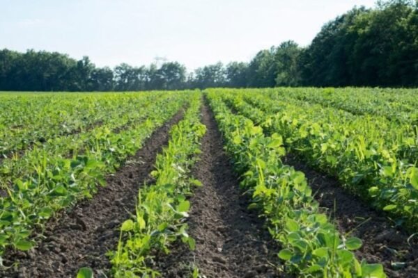 How to Learn Traditional Farming in Cyprus