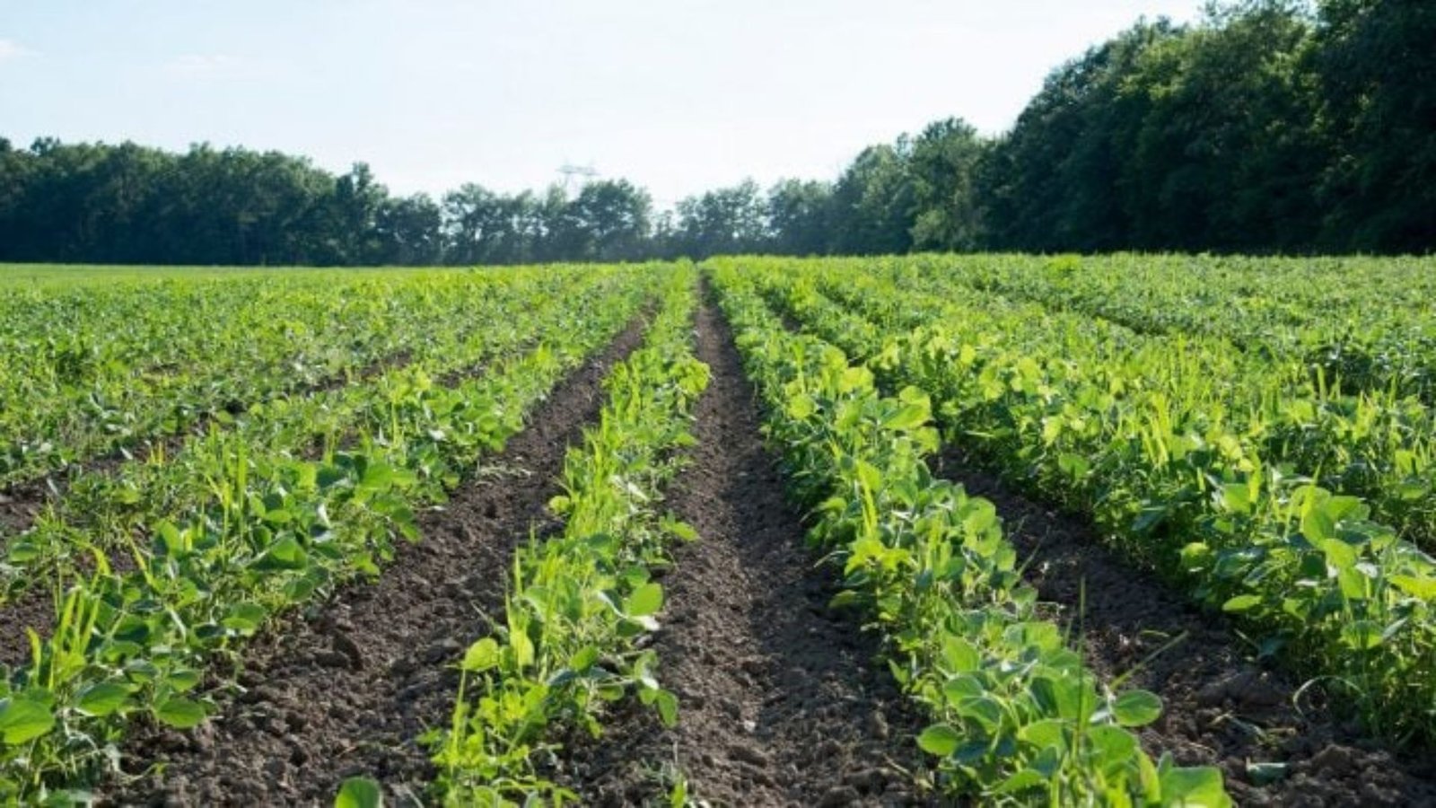 How to Learn Traditional Farming in Cyprus