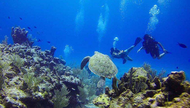 Marine Life You Can Encounter While Diving in Cyprus