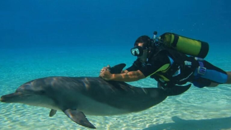 Sites for Diving with Dolphins in Cyprus