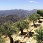 Olive Groves for Agrotourism in Cyprus