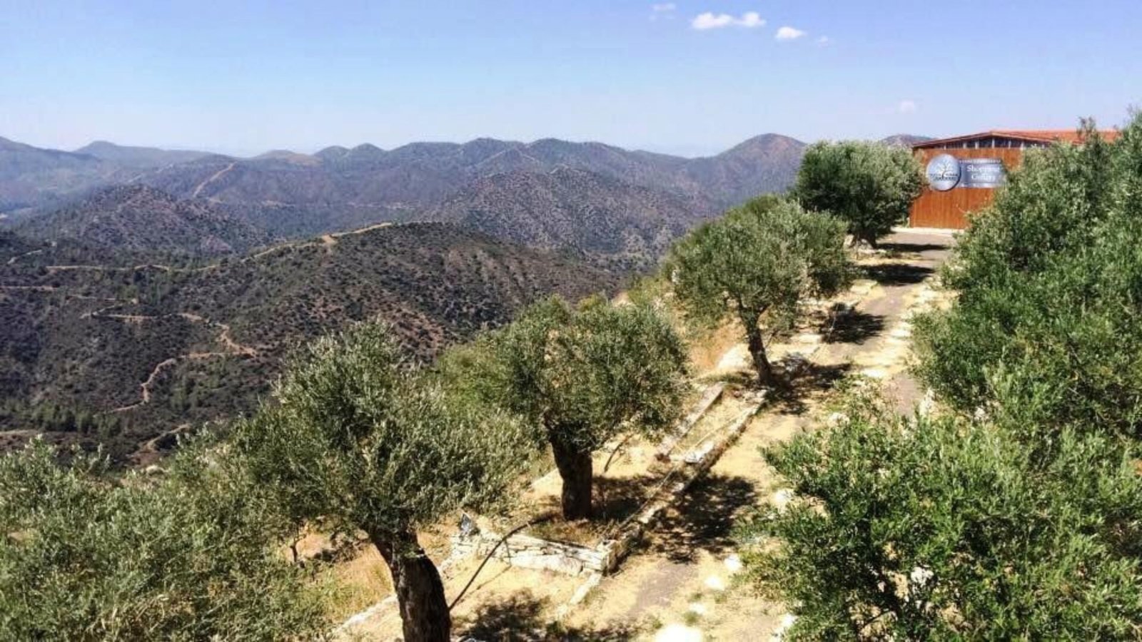 Olive Groves for Agrotourism in Cyprus